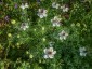 Nigella papillosa 'African Bride' - small image 2