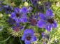 Nigella papillosa 'Midnight' - small image 2