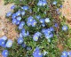 Nolana paradoxa 'Blue Bird' - small image 2