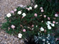 Oenothera acaulis - small image 2