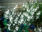 Omphalodes linifolia - small image 2