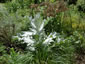 Onopordum nervosum - small image 2