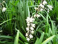 Ophiopogon planiscapus - small image 2