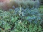 Ornithogalum pyrenaicum - small image 2