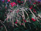 Oryzopsis miliacea - small image 2