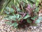 Paeonia cambessedesii AGM - small image 2