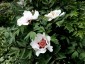 Paeonia rockii - small image 2
