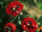 Papaver commutatum - small image 2