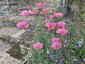 Papaver dubium lecoquii var. albiflorum - small image 2