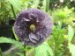 Papaver rhoeas 'Amazing Grey' - small image 2