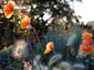 Papaver rupifragum - small image 2
