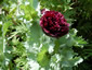 Papaver somniferum 'Black Beauty' - small image 2