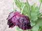 Papaver somniferum 'Laurens Grape' - small image 2