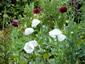 Papaver somniferum single white - small image 2