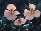 Papaver spicatum - small image 2