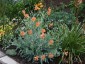 Papaver triniifolium - small image 2