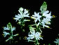 Paradisea lusitanica - small image 2