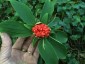Paris polyphylla - small image 2