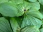 Paris quadrifolia - small image 2
