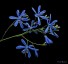 Pasithea caerulea - small image 2