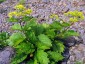 Patrinia gibbosa - small image 2