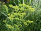 Patrinia punctiflora - small image 2