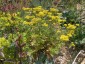 Patrinia rupestris - small image 2