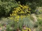 Patrinia scabiosifolia - small image 2