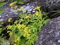 Patrinia triloba - small image 2