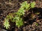 Peltoboykinia watanabei - small image 2