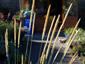 Pennisetum macrourum - small image 2