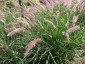 Pennisetum orientale 'Karley Rose' - small image 2