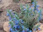 Penstemon angustifolius - small image 2
