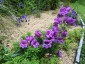 Penstemon cobaea - small image 2