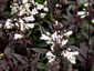 Penstemon digitalis 'Huskers Red' - small image 2