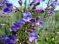 Penstemon spectabilis - small image 2