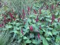 Persicaria amplexicaulis 'Blackfield' - small image 2