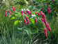 Persicaria orientalis - small image 2