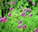 Petalostemon purpurea 'Stephanie' - small image 2