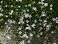 Petrorhagia saxifraga - small image 2