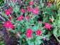 Petunia exserta - small image 2