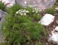 Peucedanum rablense - small image 2