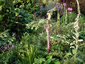 Peucedanum verticillare - small image 2