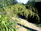 Phaenosperma globosa - small image 2