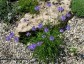 Phyteuma scheucheri - small image 2