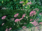 Pimpinella major 'Rosea' - small image 2