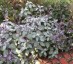 Plectranthus argentatus - small image 2