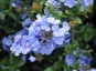 Plumbago capensis - small image 2