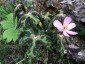 Podophyllum hexandrum - small image 2