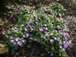 Primula boothii - small image 2